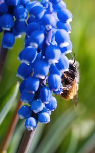 Preview wallpaper grape hyacinth, flowers, inflorescence, bumblebee, macro