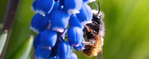 Preview wallpaper grape hyacinth, flowers, inflorescence, bumblebee, macro