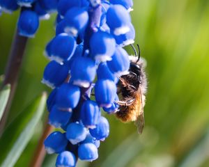 Preview wallpaper grape hyacinth, flowers, inflorescence, bumblebee, macro