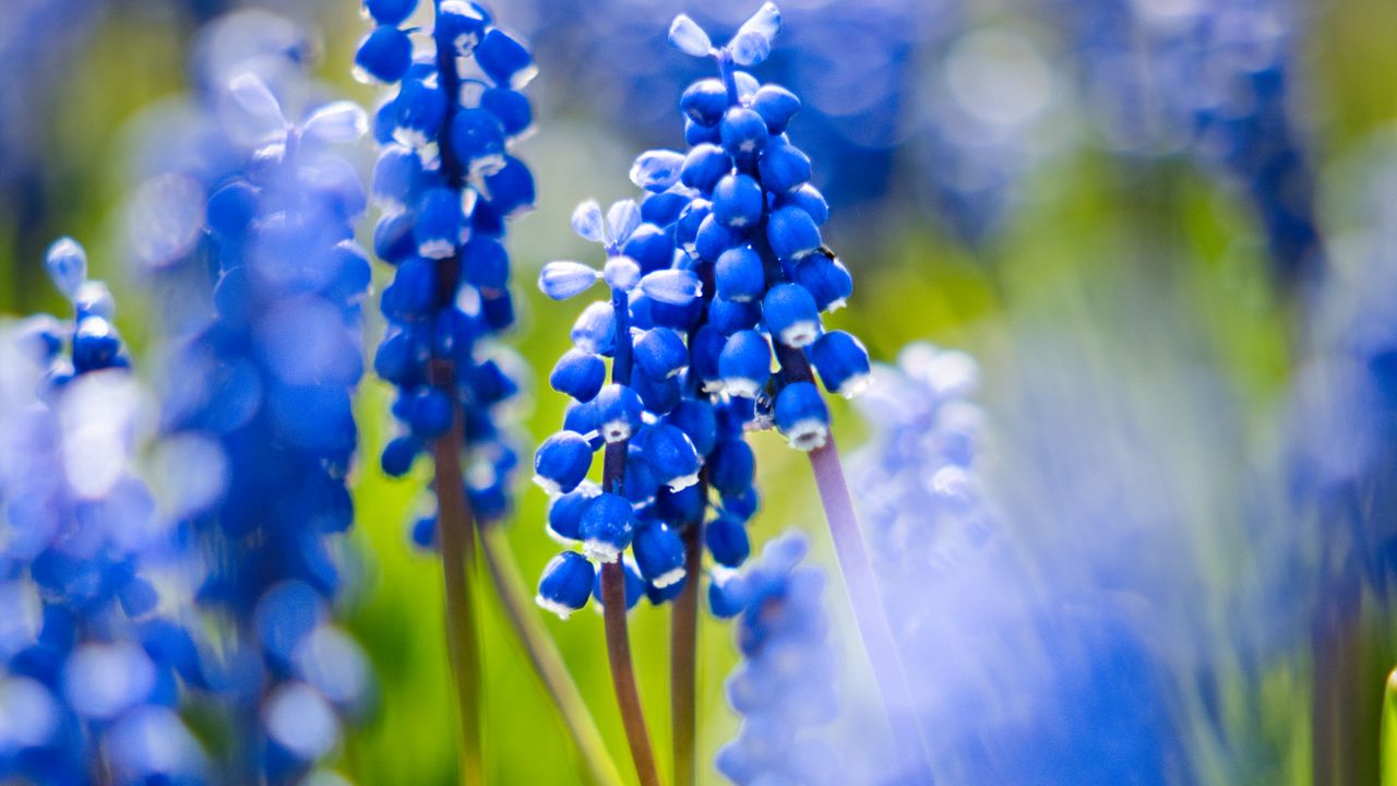 Wallpaper grape hyacinths, flowers, petals, glare, blue, green