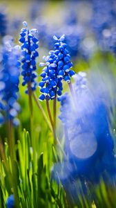 Preview wallpaper grape hyacinths, flowers, petals, glare, blue, green