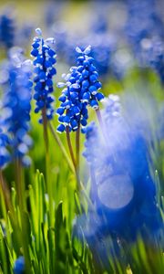 Preview wallpaper grape hyacinths, flowers, petals, glare, blue, green