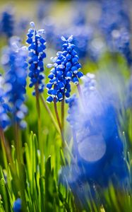 Preview wallpaper grape hyacinths, flowers, petals, glare, blue, green