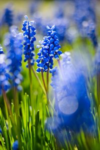 Preview wallpaper grape hyacinths, flowers, petals, glare, blue, green