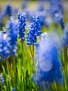 Preview wallpaper grape hyacinths, flowers, petals, glare, blue, green