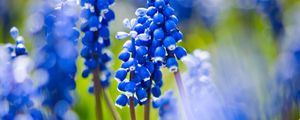 Preview wallpaper grape hyacinths, flowers, petals, glare, blue, green
