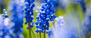 Preview wallpaper grape hyacinths, flowers, petals, glare, blue, green