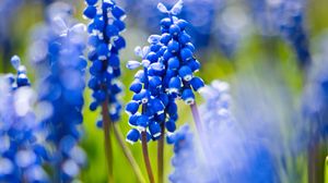 Preview wallpaper grape hyacinths, flowers, petals, glare, blue, green