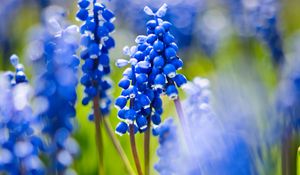 Preview wallpaper grape hyacinths, flowers, petals, glare, blue, green