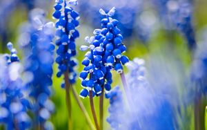 Preview wallpaper grape hyacinths, flowers, petals, glare, blue, green