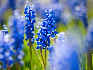 Preview wallpaper grape hyacinths, flowers, petals, glare, blue, green