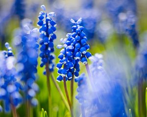 Preview wallpaper grape hyacinths, flowers, petals, glare, blue, green