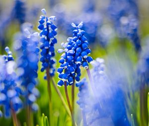 Preview wallpaper grape hyacinths, flowers, petals, glare, blue, green