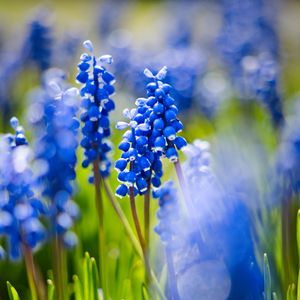 Preview wallpaper grape hyacinths, flowers, petals, glare, blue, green