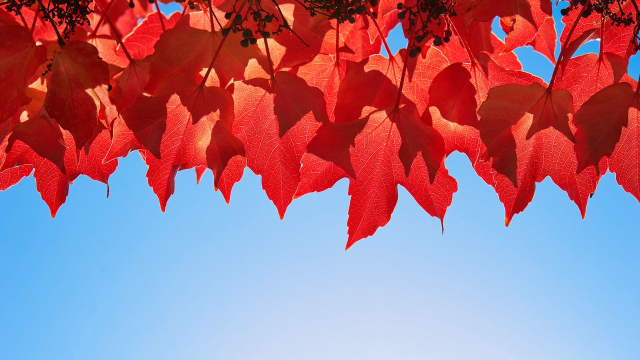 Wallpaper grape leaves, leaves, autumn, macro, red