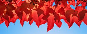 Preview wallpaper grape leaves, leaves, autumn, macro, red