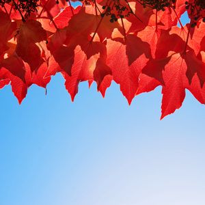 Preview wallpaper grape leaves, leaves, autumn, macro, red