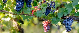 Preview wallpaper grape, vine, branches, berries