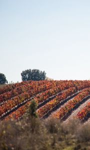 Preview wallpaper grape, vine, field, landscape