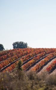 Preview wallpaper grape, vine, field, landscape