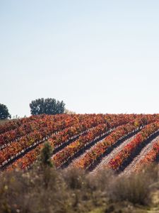 Preview wallpaper grape, vine, field, landscape