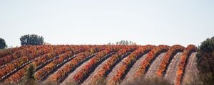 Preview wallpaper grape, vine, field, landscape