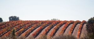 Preview wallpaper grape, vine, field, landscape