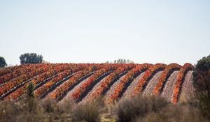 Preview wallpaper grape, vine, field, landscape