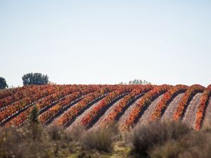 Preview wallpaper grape, vine, field, landscape