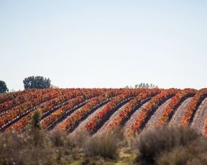 Preview wallpaper grape, vine, field, landscape