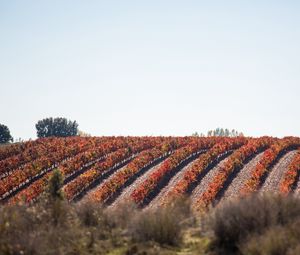 Preview wallpaper grape, vine, field, landscape