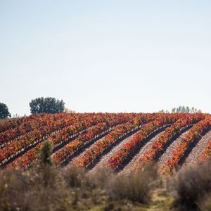 Preview wallpaper grape, vine, field, landscape