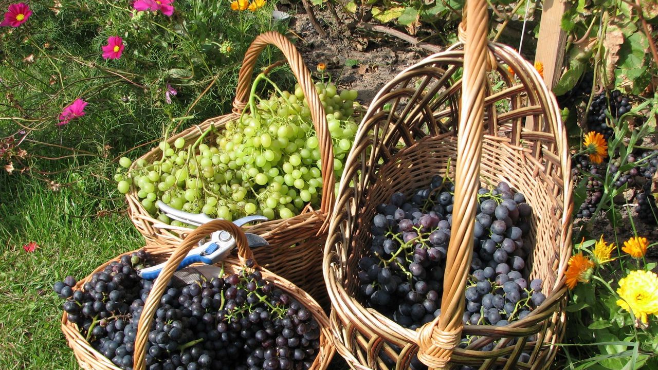 Wallpaper grapes, baskets, clusters, garden