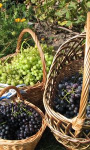 Preview wallpaper grapes, baskets, clusters, garden