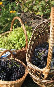 Preview wallpaper grapes, baskets, clusters, garden