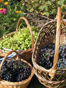 Preview wallpaper grapes, baskets, clusters, garden