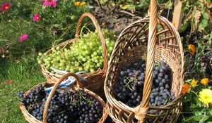 Preview wallpaper grapes, baskets, clusters, garden