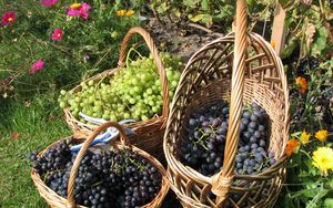 Preview wallpaper grapes, baskets, clusters, garden