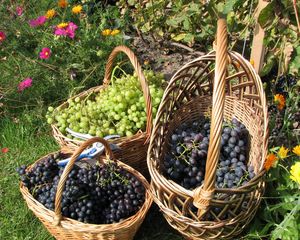 Preview wallpaper grapes, baskets, clusters, garden