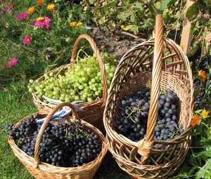 Preview wallpaper grapes, baskets, clusters, garden