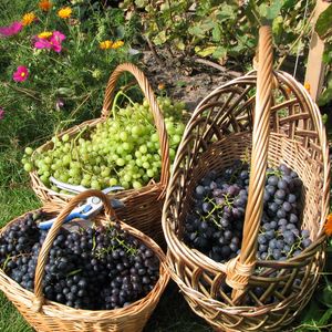 Preview wallpaper grapes, baskets, clusters, garden