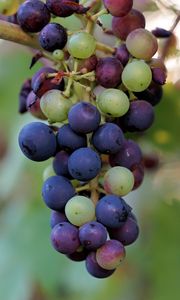 Preview wallpaper grapes, berries, branch, vine