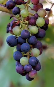 Preview wallpaper grapes, berries, branch, vine