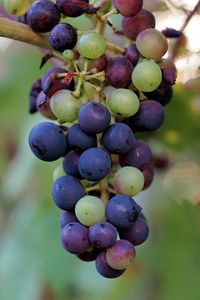 Preview wallpaper grapes, berries, branch, vine