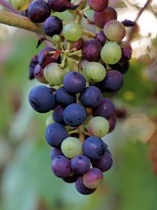 Preview wallpaper grapes, berries, branch, vine