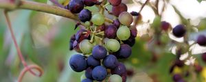 Preview wallpaper grapes, berries, branch, vine