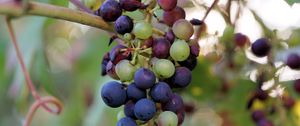 Preview wallpaper grapes, berries, branch, vine