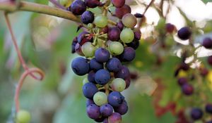 Preview wallpaper grapes, berries, branch, vine