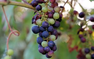 Preview wallpaper grapes, berries, branch, vine