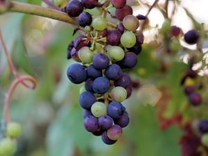 Preview wallpaper grapes, berries, branch, vine